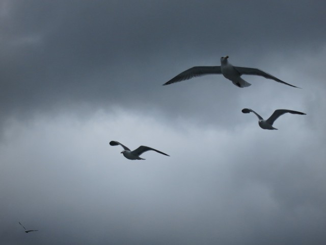 Hurtigruten_2015-06-25_16-36-2